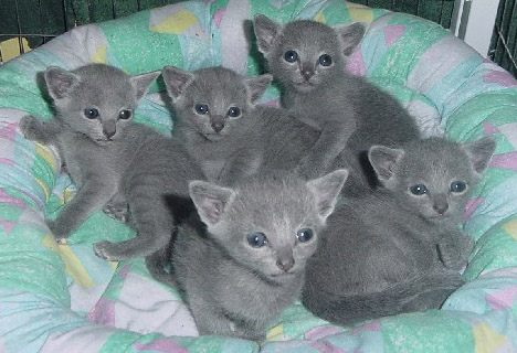 half russian blue kittens.. lovely colour mother and father can be seen 